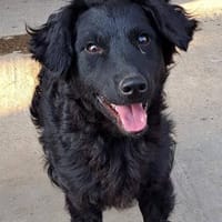 Mona, sehr sozial und aufgeweckt, Hündin zur Adoption