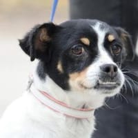 Mel ist so ein süßer Sonnenschein!, Hündin zur Adoption