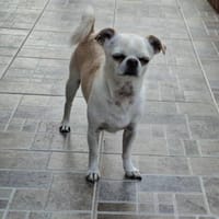 Loki, Miniwachhund sucht Familie, Hund zur Adoption