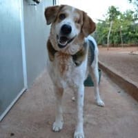 Miss Sunny - wartet in 50259 Pulheim, Hündin zur Adoption