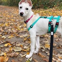 Viktoria, wartet in Bottrop, Hündin zur Adoption