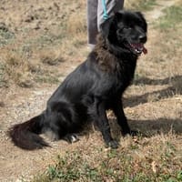 Neagra, aktive Hündin sucht Familie, Hündin zur Adoption