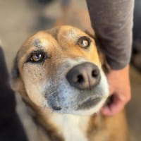 Bella: verträgliche Hündin sucht Zuhause, Hündin zur Adoption