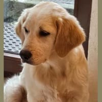 Romeo hofft auf eigenes Körbchen, Hund zur Adoption