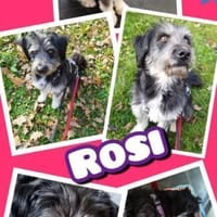 Hübsche Rosi sucht neues zuhause!, Hündin zur Adoption
