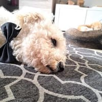 TOTO - begleite mich auf meinem Weg, Hund zur Adoption