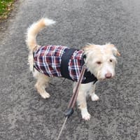 Aktiver Charly sucht erfahrene Menschen, Hund zur Adoption