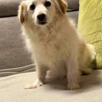 Tia braucht ein neues Für-immer-Zuhause, Hündin zur Adoption