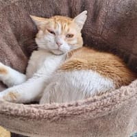 Unsere zarte und verkuschelte Maya, Katze zur Adoption