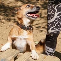 AMON möchte mehr von der Welt sehen, Hund zur Adoption