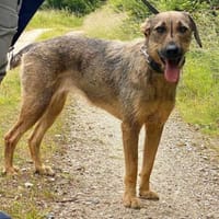 Lindi ist eine sanfte, tolle Hündin!, Hündin zur Adoption