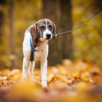 Dario wartet sehnsüchtig auf Sie, Hund zur Adoption