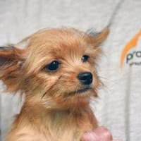 Goldiger Charlie sucht Zuhause, Hund zur Adoption