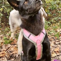 Mia  eine echte Schmusemaus, Hündin zur Adoption