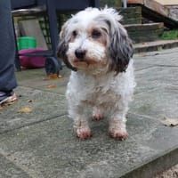 Lumi sucht ihr Traumschloss zu zweit, Hündin zur Adoption