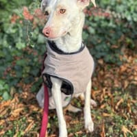 Stella sucht ihren Traumhimmel, Hündin zur Adoption