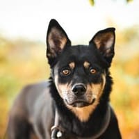 Isabella im Tierheim Lüdinghausen, Hündin zur Adoption