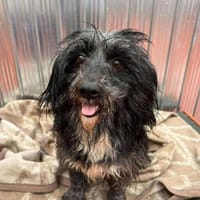 🐾❤ DANA, ca. 1 Jahr, ca.35-38 cm., Hündin zur Adoption