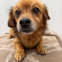 ❤🐾 Dackelchen KONRAD, 3-4 Jahre., Hund zur Adoption