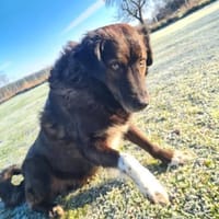 Isla- Ruhige Hündin mit sanftem Wesen, Hündin zur Adoption