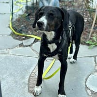 Dua möchte ein -fürimmerzuhause-, Hündin zur Adoption