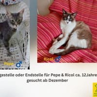 Pflegestelle oder Endstelle gesucht, Kater zur Adoption