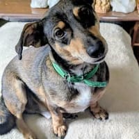 Schmuser Quincy auf Körbchensuche!, Hund zur Adoption