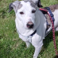 Lillo💙💙💙 Eine liebevolle Seele, Hund zur Adoption