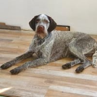 Drahthaar Hündin Zora, Hündin zur Adoption