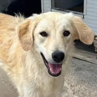 CIPRIA - ein armes Würmchen, Hündin zur Adoption