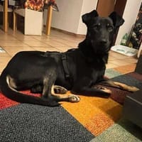 Tora - unser wunderschöner Rohdiamant!, Hündin zur Adoption