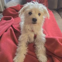 Marshmallow träumt von einer Familie...., Hündin zur Adoption