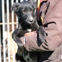 Dhahi - verspielter Jungrüde, Hund zur Adoption