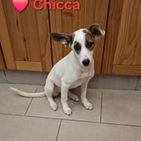 Chicca - super süßer verschmuster Welpe, Hündin zur Adoption