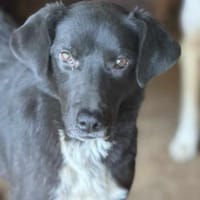 Emily Dickinson wird immer übersehen 🐾, Hündin zur Adoption