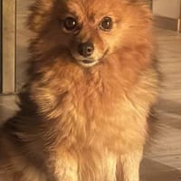 Bertha bald in 42859 Remscheid, Hündin zur Adoption