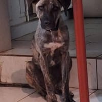 Arnie, Junghund sucht seine Familie, Hund zur Adoption