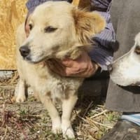 Cassy 38 cm (Pfegestelle), Hündin zur Adoption