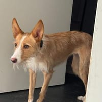 Hübsche Gabriela, Hündin zur Adoption