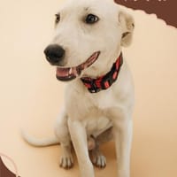 Mimmo aufgeschlossen und neugierig, Hund zur Adoption