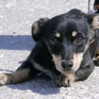 Klein Tonkitu ist so ein toller Schatz!, Hündin zur Adoption