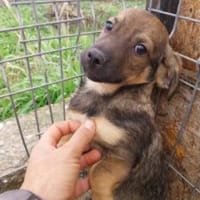 Simon 28 cm (Nov 25) Pflegestelle, Hund zur Adoption