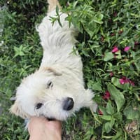 Susi - Wuschel sucht 4ever Home, Hündin zur Adoption