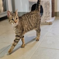 OUVEA (réservée), chatte à adopter