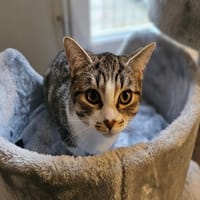 LIFOU (réservée), chatte à adopter