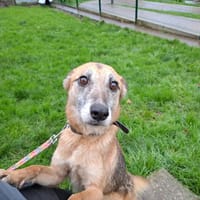 ROMY QCN, chienne à adopter