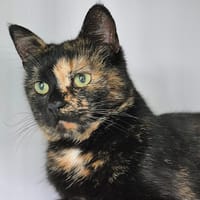 GUINESS, chatte à adopter