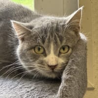 MINA A17227, chatte à adopter