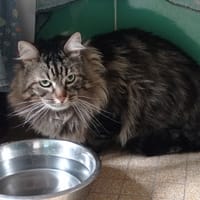 Gilgamesh, chat à adopter