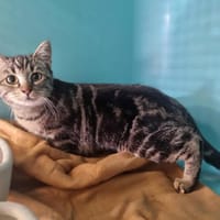 ARIANE, chatte à adopter